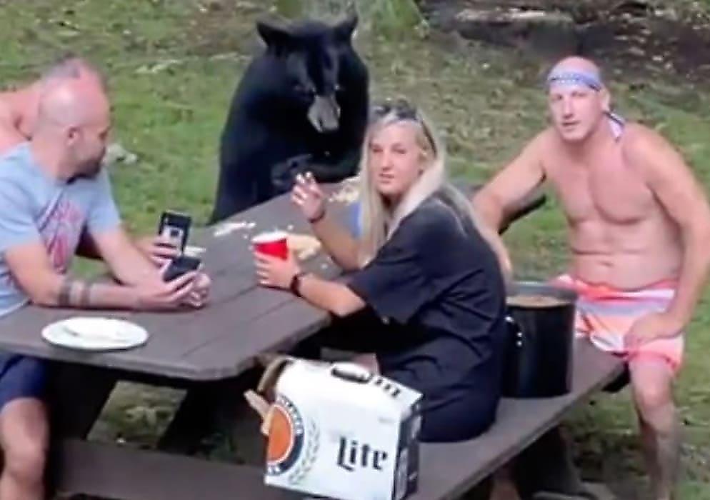Наглый медведь присоединился к пикнику туристов в американском лесу