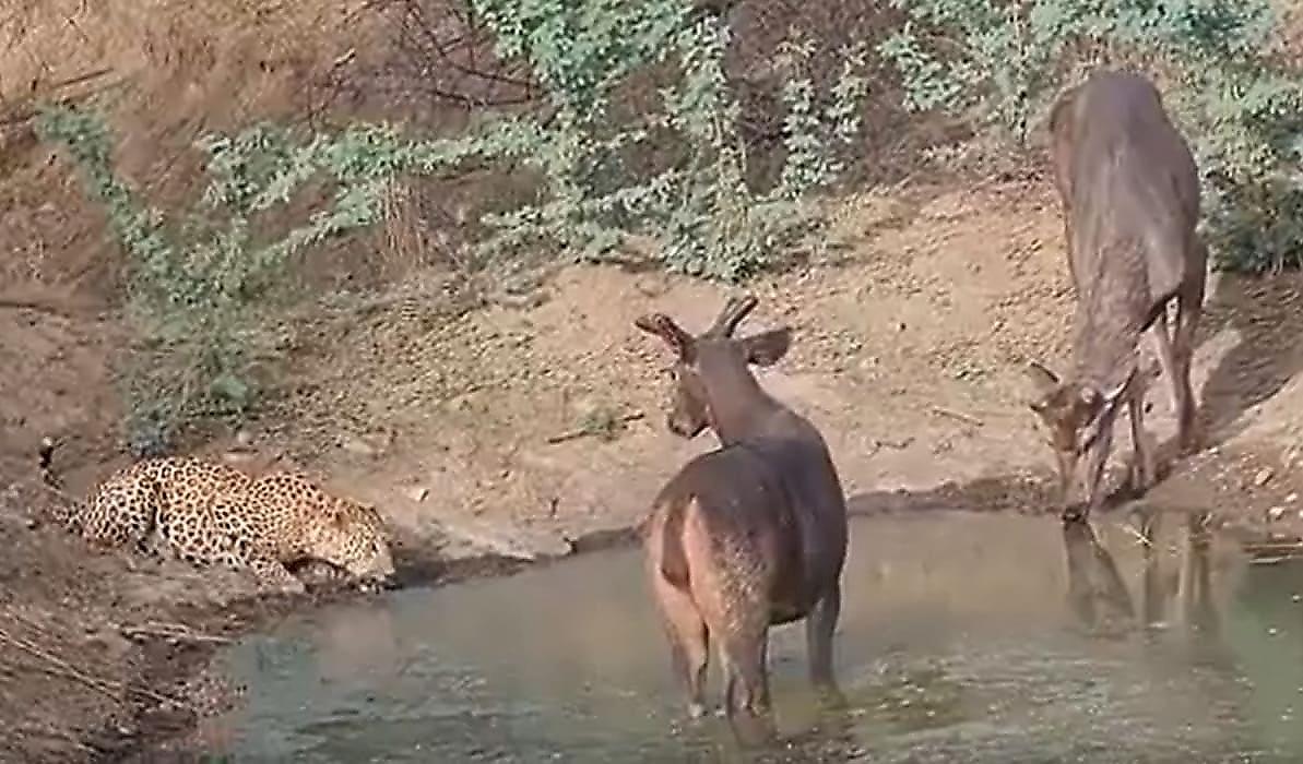 Олени и леопард, совместно утоляющие жажду, удивили туристов в Индии