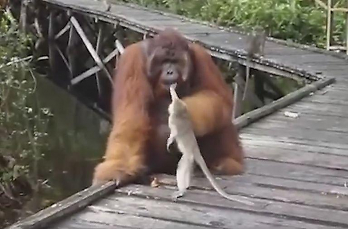 Орангутан наказал наглую макаку, попытавшуюся стащить банан из его рта (Видео)