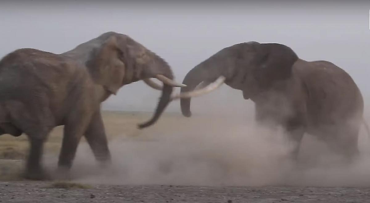 Слоны устроили потасовку на глазах у туристов в Кении