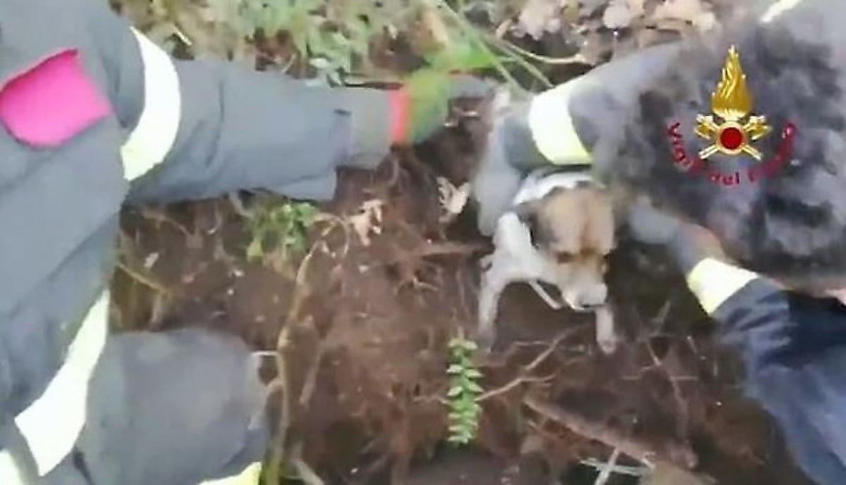 Спасатели три часа вытаскивали застрявших в барсучьей норе псов в Италии