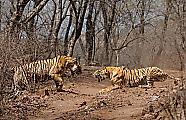 Тигрица напала на свою мать на глазах у туриста в Индии 0