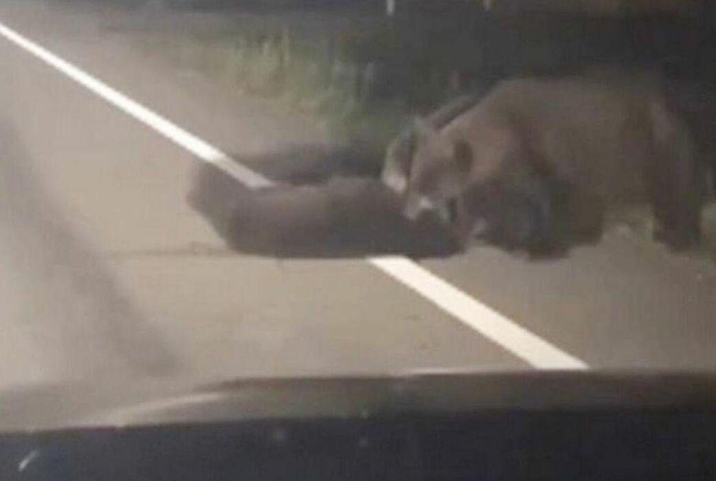 Три медведя не бросили на трассе угодившего под машину медвежонка ▶
