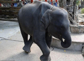 Зоозащитники привлекли внимание общественности к судьбе слонёнка, развлекающего туристов на Пхукете