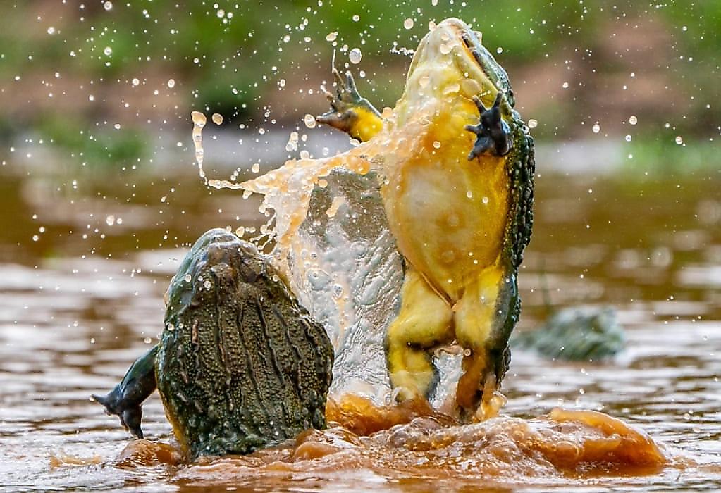 Африканский турист сфотографировал схватку гигантских лягушек-волов