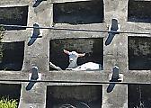 Сбежавшая коза устроила жилище на бетонном склоне, над ж/д путями в Японии