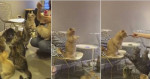 Хитрая кошка заняла выигрышную позицию во время коллективной трапезы в кошачьем питомнике (Видео)