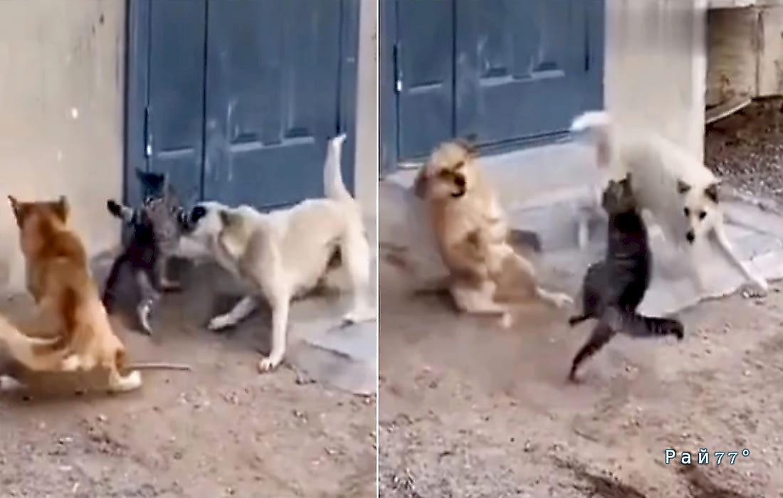 Кошка в стиле кунг-фу дала отпор двум псам и попала на видео в КНР