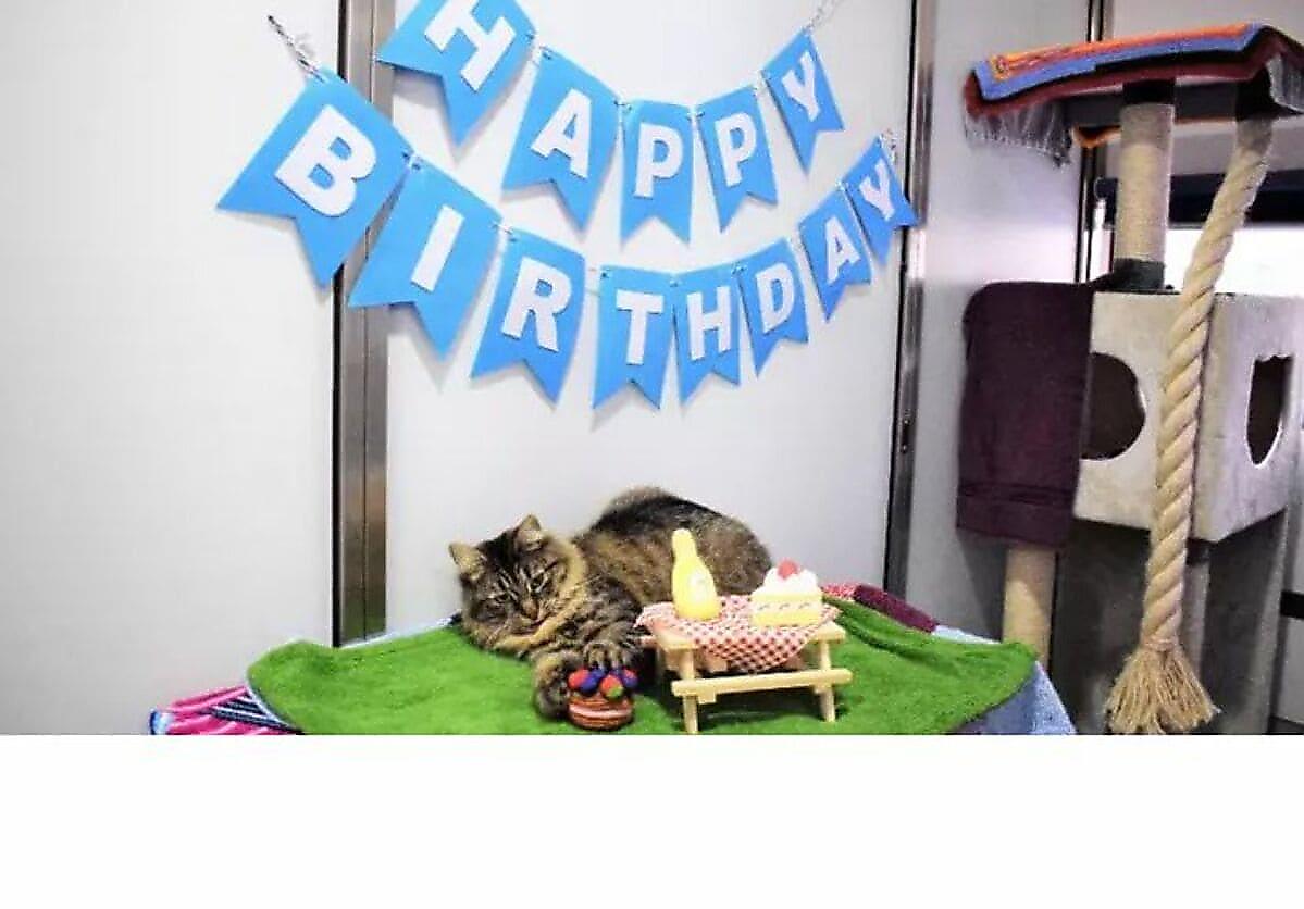 Кошка ждёт нового хозяина, после того, как никто не пришёл на её день рождения