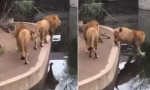 Лев, засмотревшись на туристов, неожиданно оказался в водоёме в немецком зоопарке (Видео)