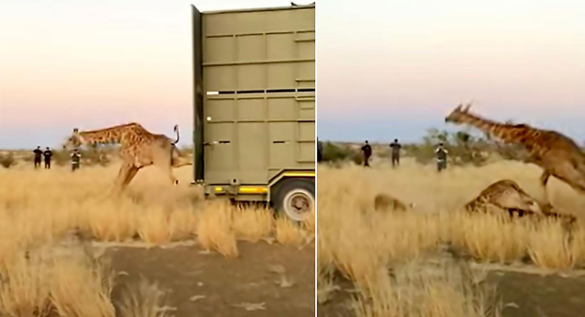Неуклюжие жирафы выпали из скотовозки и рассмешили туристов в Намибии