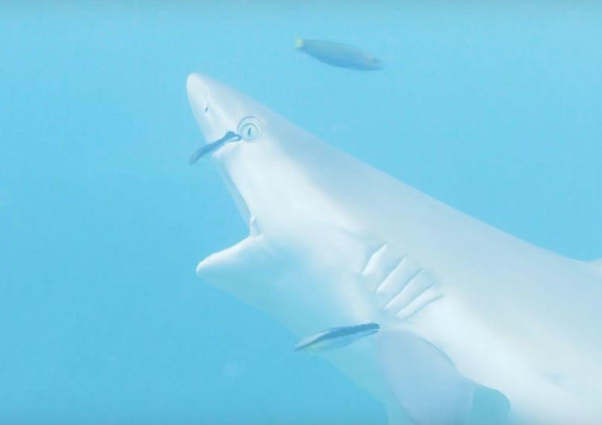 Серые акулы обзавелись собственными «стоматологами» возле Большого Барьерного рифа ▶