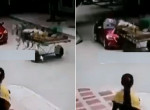 Скакун, запряжённый в повозку, «не разъехался» с легковушкой в Бразилии - видео