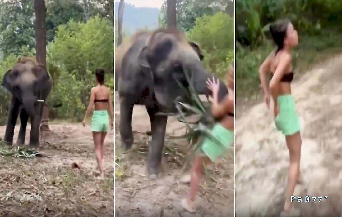 Слонёнок наказал наглую туристку, нарушившую границы его личного пространства: видео