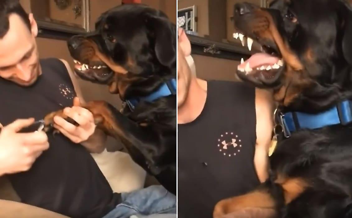 Свирепый пёс, открыв пасть, наглядно предостерёг хозяина, подстригающего ему когти - видео
