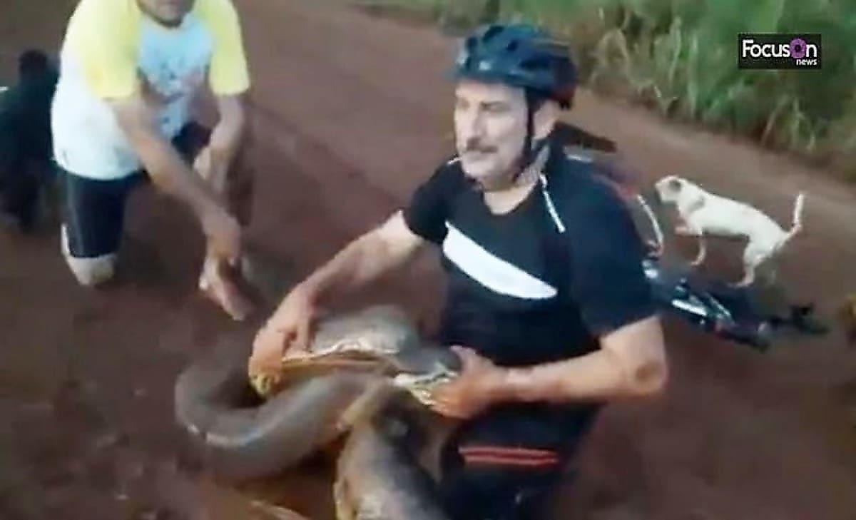 Трое мужчин спасли бездомного пса от анаконды в Бразилии