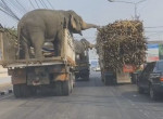 Воришки слоны полакомились тростником, стащив его из остановившегося рядом грузовика