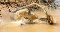 Схватку крокодила и гадюки снял фотограф в национальном парке Шри - Ланки 6