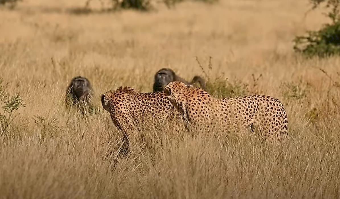 Бабуины, устроившие погоню за гепардами, не смогли разнообразить рацион питания в ЮАР