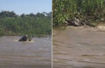 Битва ягуара и каймана попала на видеокамеру в Бразилии