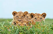 Турист снял семейный фотопортрет львиного семейства в парке ЮАР 1