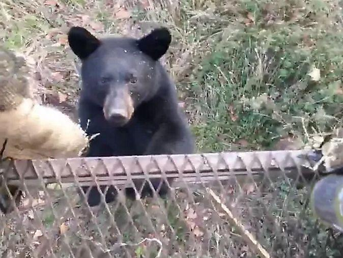 Любопытный медвежонок рассекретил охотников, засевших в засаде ▶