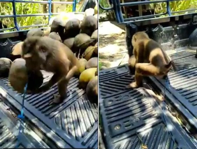 Ленивый владелец фермы использует обезьян для разгрузки кокосов в Таиланде (Видео)