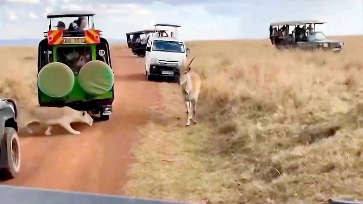 Антилопа мощным броском попыталась избавиться от цепкой львицы на глазах у туристов в Кении