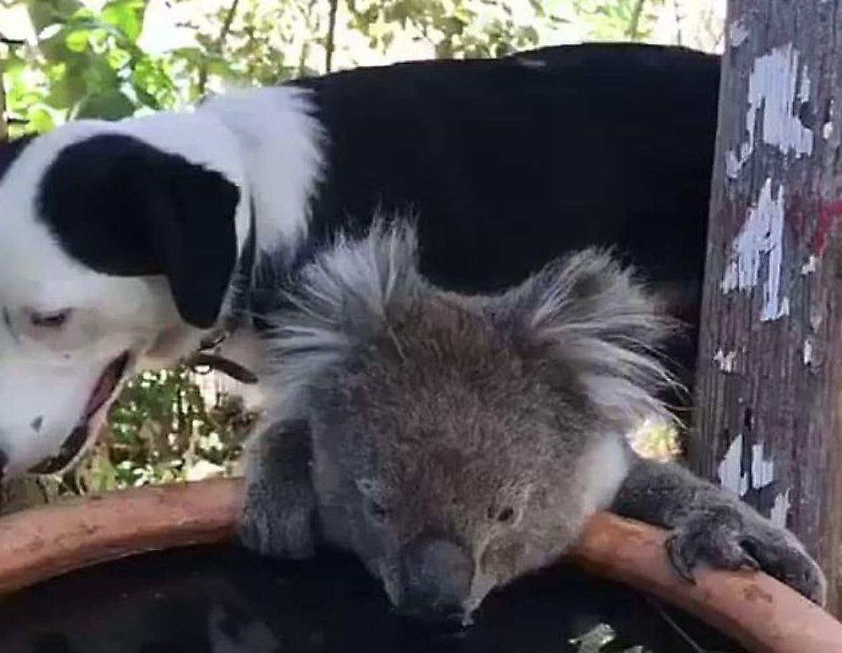 Домашний пёс поделился водой с коалой на заднем дворе своей хозяйки