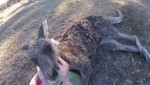 Фермер отбил раненого кенгуру у диких собак в Австралии (Видео)