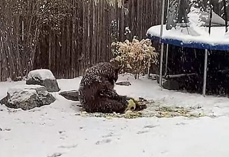 Игривый медведь проник в частный двор и лишил мяча американское семейство ▶