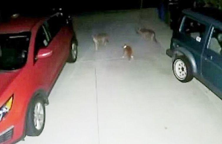 Кот по кличке Тигр отразил атаку двух койотов возле жилища своего хозяина ▶