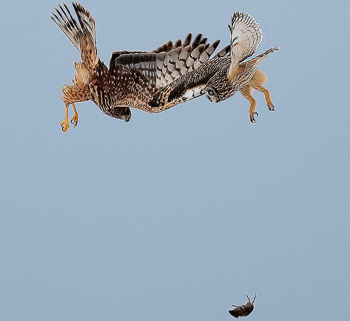 Лунь и сова не поделили добычу на глазах у американского фотографа