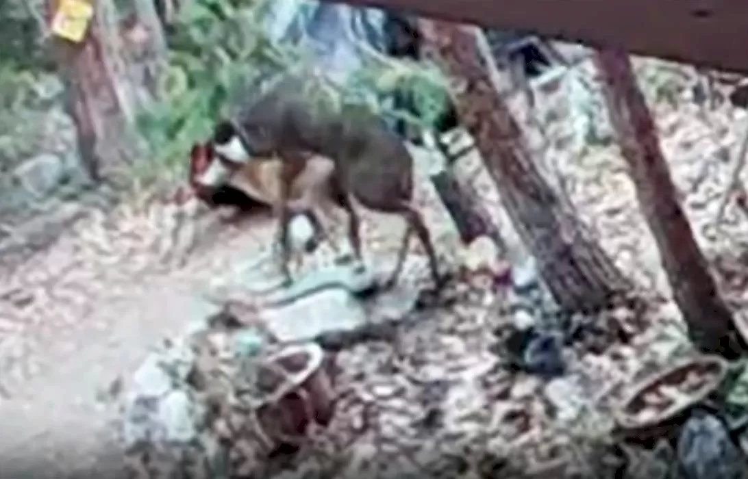 Любвеобильный олень, как ни старался, не смог добиться взаимности от манекена: видео