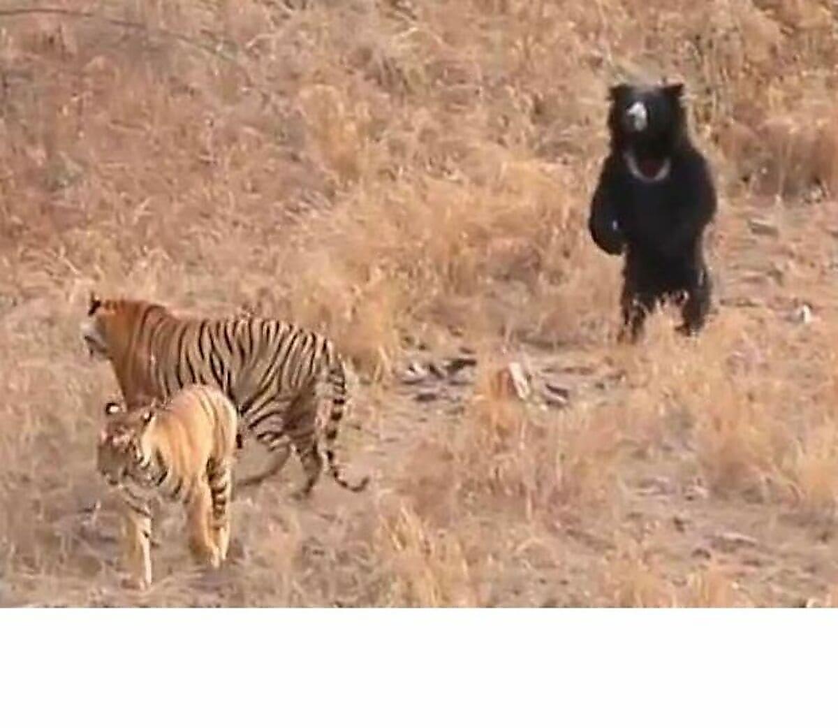 Медведь-губач показал грозный нрав двум тиграм в индийском заповеднике