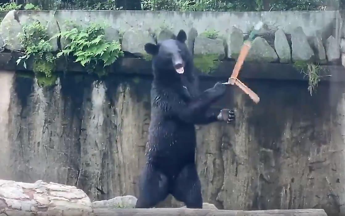Медведь, владеющий нунчаками, удивил посетителей зоопарка в Японии