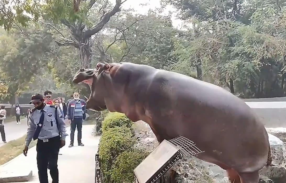 Охранник надавал по морде упрямому бегемоту на глазах у посетителей зоопарка в Индии