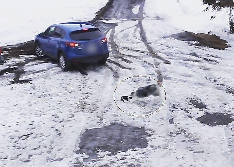 Отважный пёс вытащил из-под колёс автомобиля своего сородича в Канаде ▶