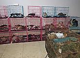 Сотни кошек, содержащихся в клетках в качестве деликатесов, спасли в Китае