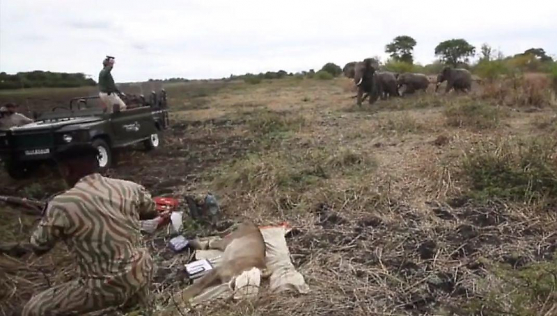 Ветеринары, спасающие львицу, оказались на пути стада слонов в Замбии ▶