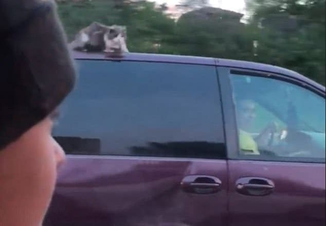 Водитель во время езды не заметил пушистого пассажира на крыше своего автомобиля в США (Видео)