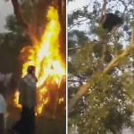 Жители индийской деревни попытались сжечь медведя, спрятавшегося на дереве от разъярённой толпы
