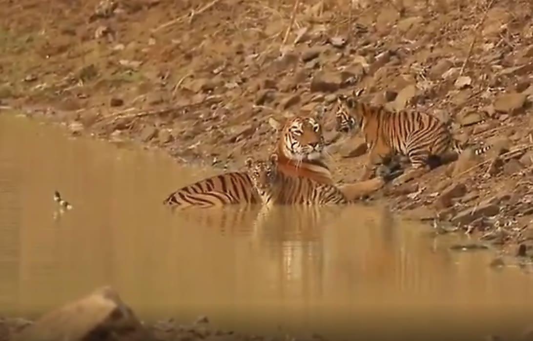 Фотограф подкараулил и запечатлел водные процедуры тигриного семейства