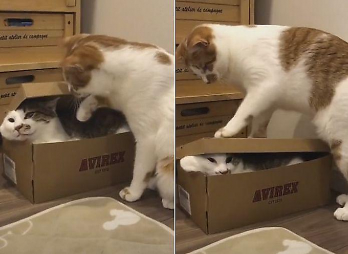 Кот «упаковал» своего сородича, не желающего освобождать коробку (Видео)