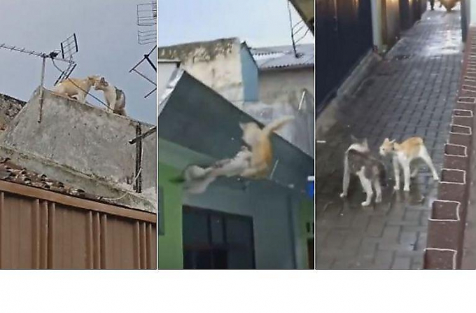 Коты, начавшие драться на крыше, неожиданно продолжили бой на земле ▶