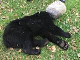 Медвежонка, три дня путешествующего с пластиковой банкой на голове, спасли возле курорта в США (Видео) 0