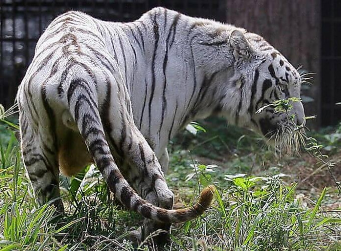 Посетитель китайского зоопарка снял голодающего тигра, лижущего почву в своём вольере ▶