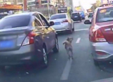 Пёс устроил погоню за автомобилем своего хозяина по оживлённой магистрали в Китае ▶