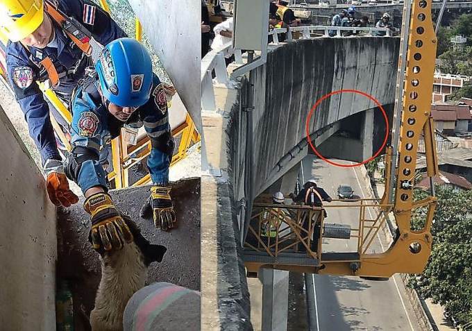 Спасатели сняли собаку с 50-метровой высоты автострады в Тайланде ▶