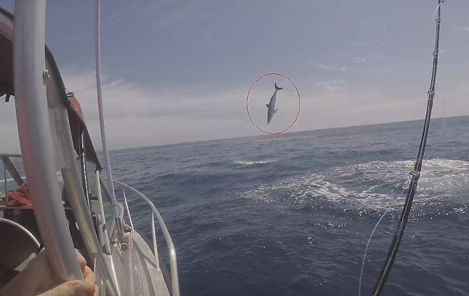 Акула, выпрыгивая из воды, попыталась лишить спиннинга рыбаков в Новой Зеландии ▶